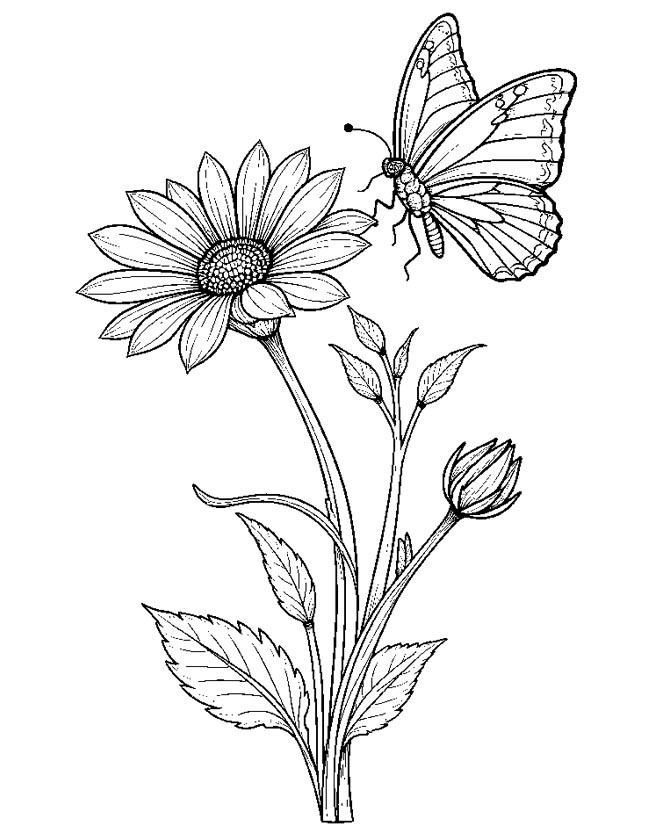 Aster flower and butterfly coloring page